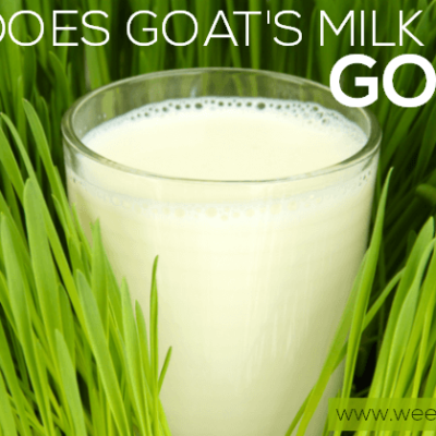 Does goat’s milk taste…GOATY?
