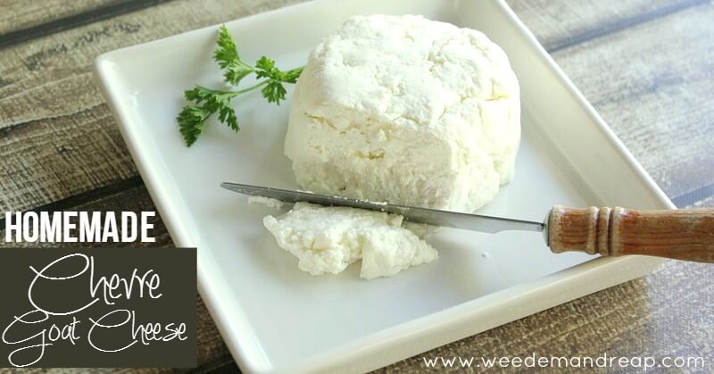 chevre-goat-cheese