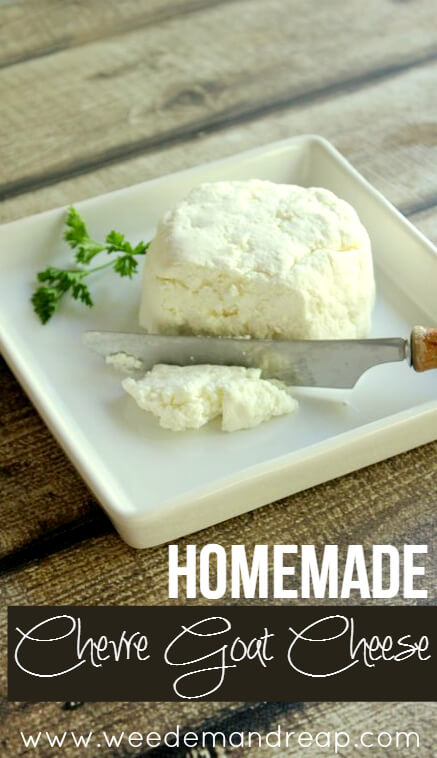 Homemade-Goat-cheese-Chevre