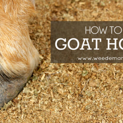 How to Trim Goat Hooves