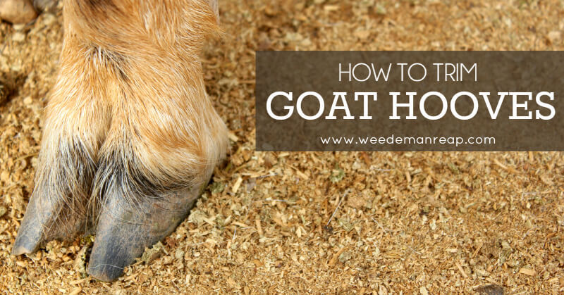 how-to-trim-goat-hooves