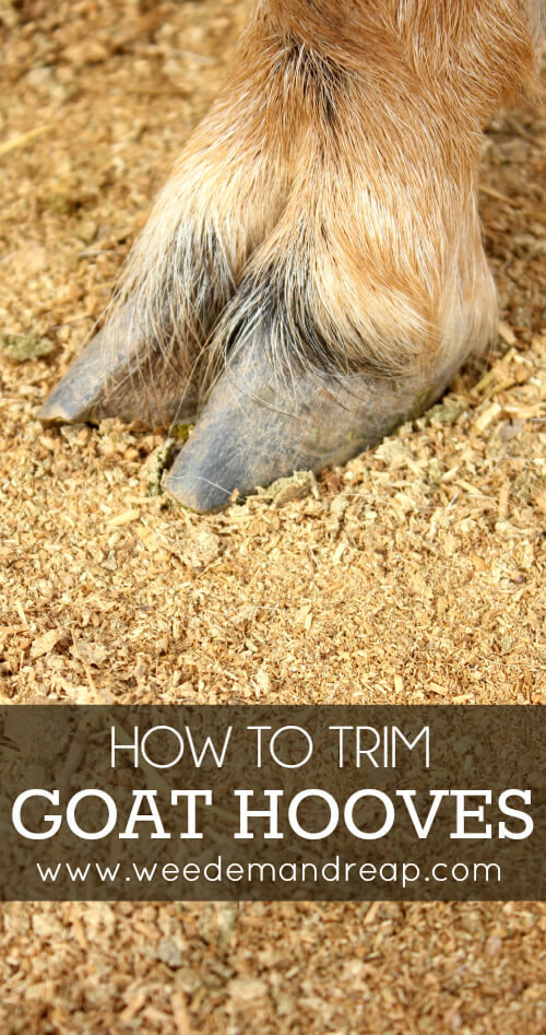 how-to-trim-goat-hooves2