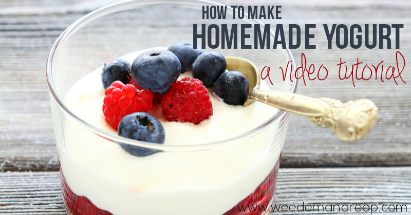 how-to-make-homemade-yogurt