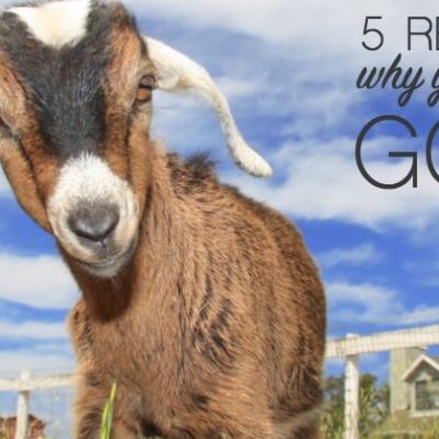 5 Reasons Why YOU need a Goat