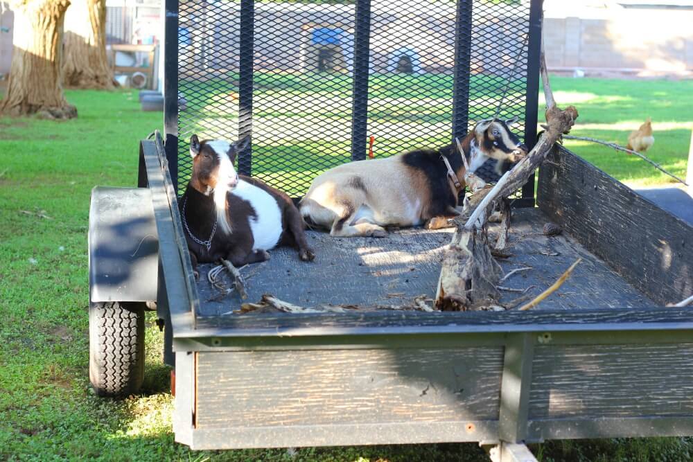 Goats lying down in the back of a truck