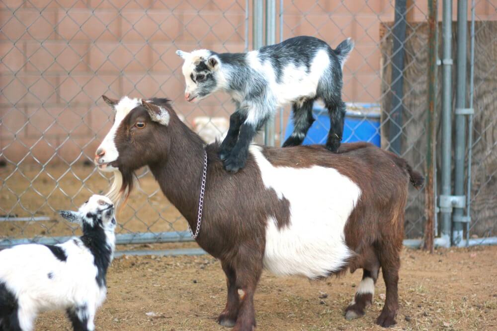 goat with two kids