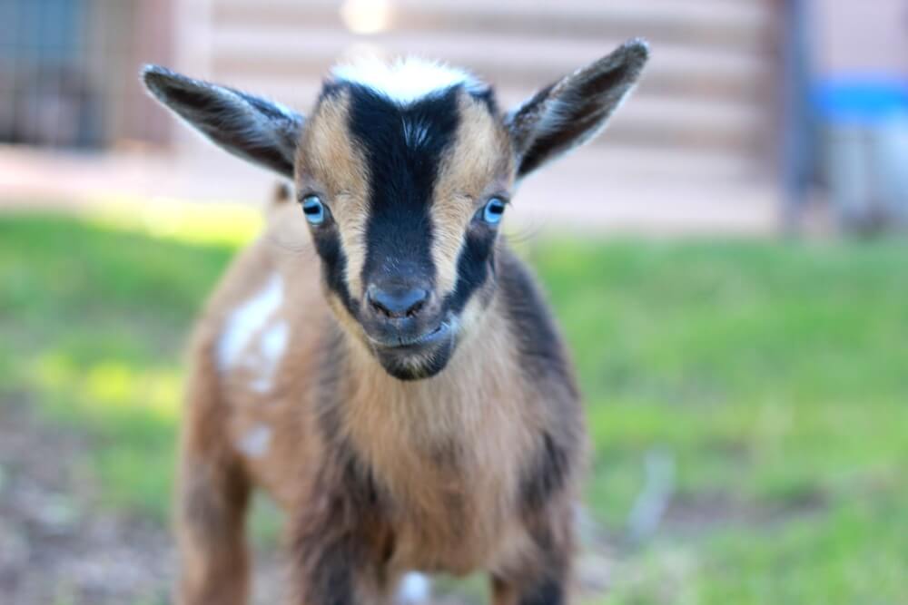 brown goat with blue eyes