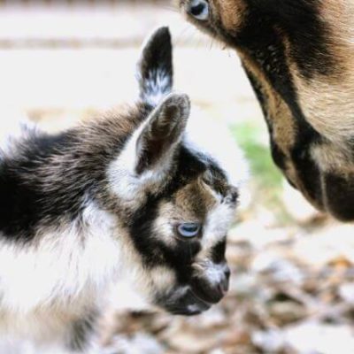 Our Baby Goats are Born!