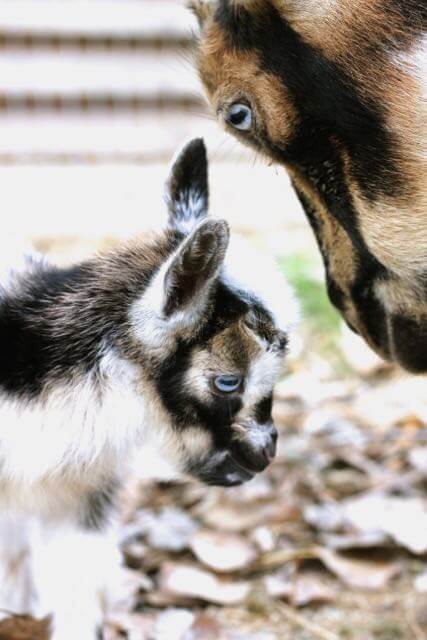 Baby goat and mother