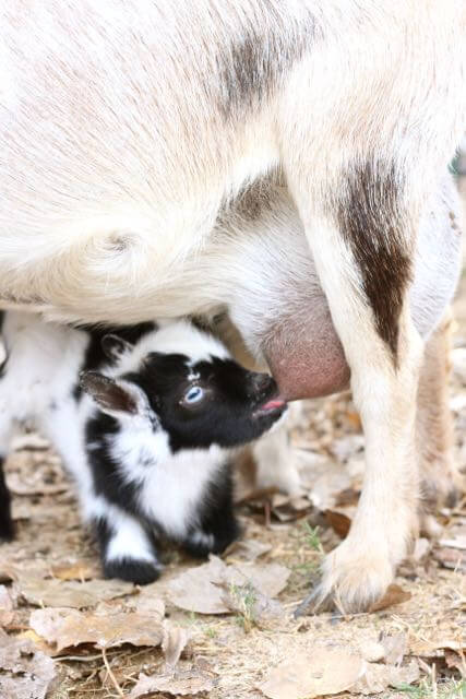 Nursing baby goat