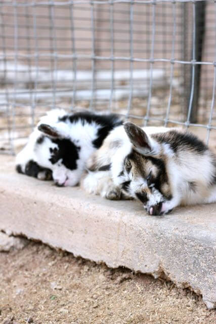 Sleeping goats