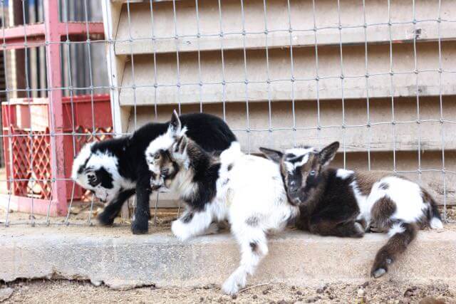 Three baby goats hanging out