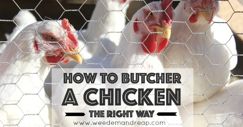 How to Butcher a Chicken (The Right Way)