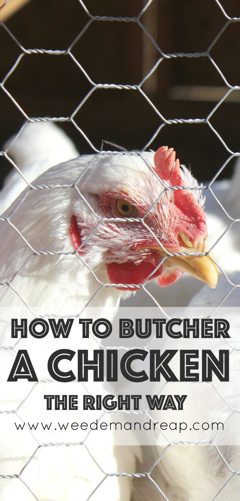 How to Butcher a Chicken (The Right Way)