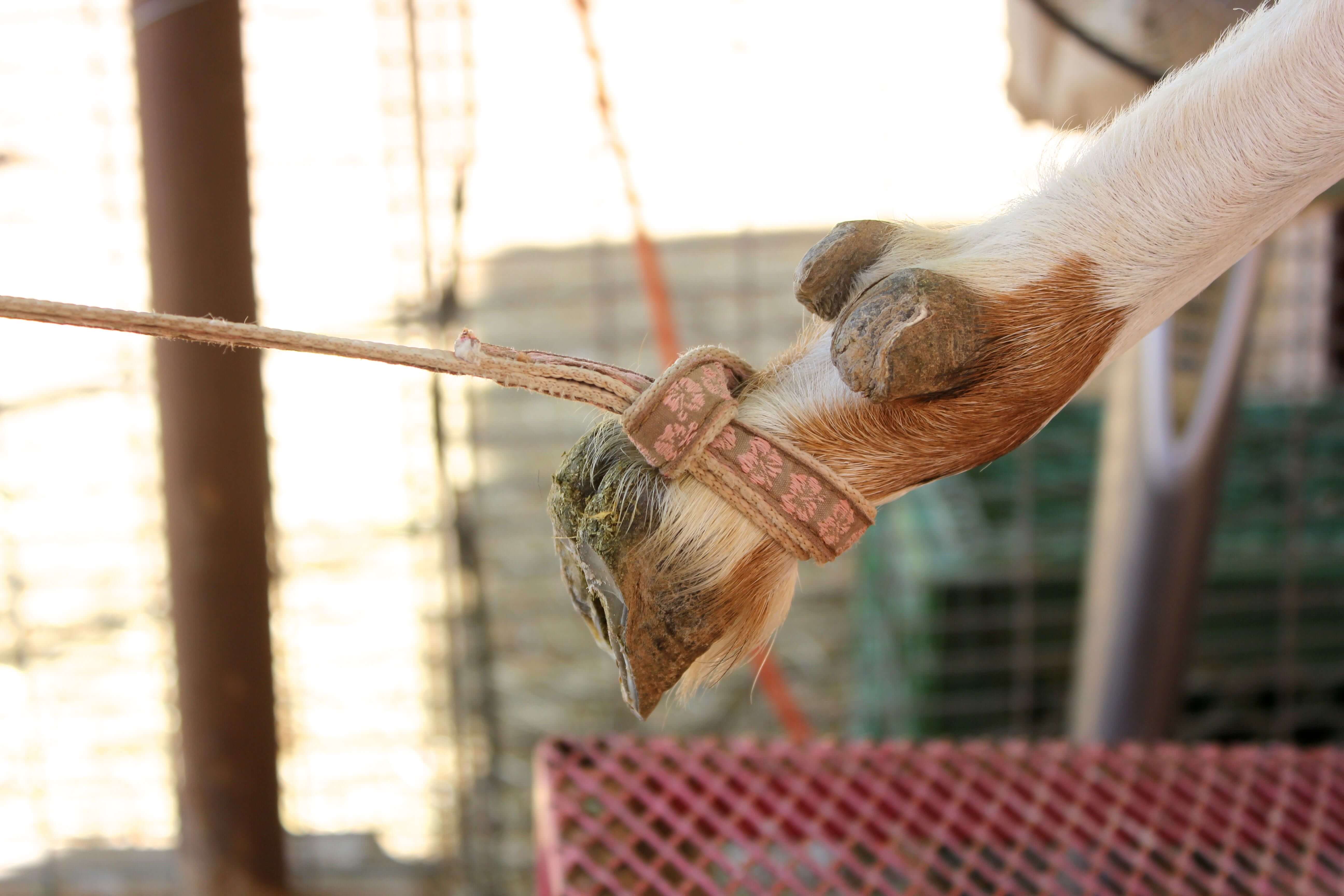 Goat attached to a goat hobble.