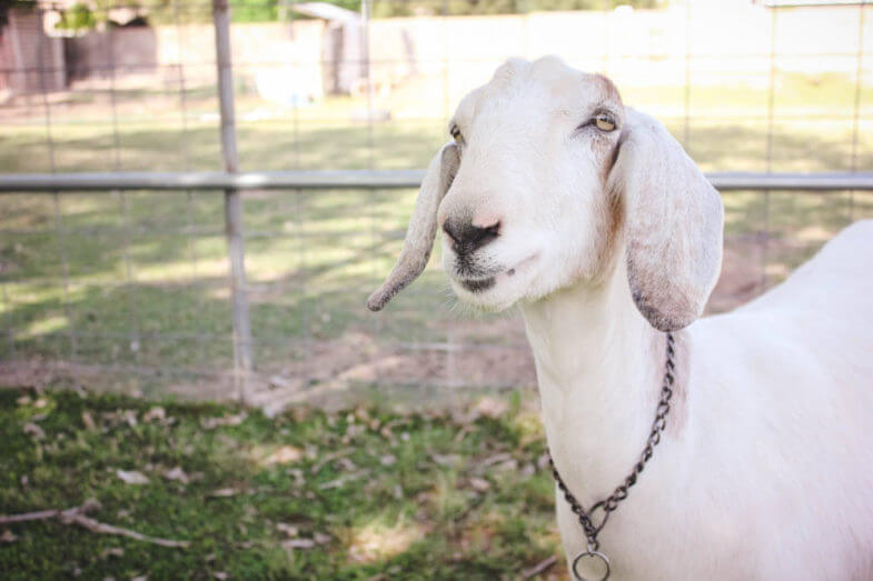 white goat in an enclosed area