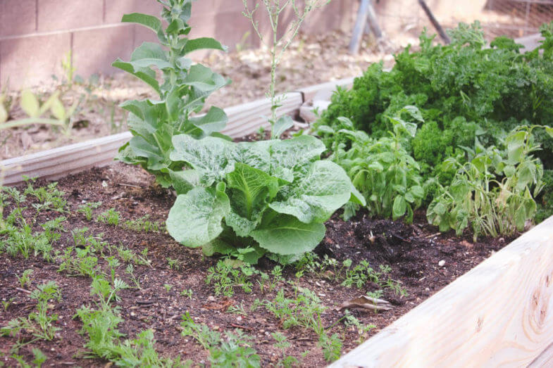 gardening bed with various kinds of vegetables