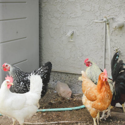 Raising Backyard Chickens in the City