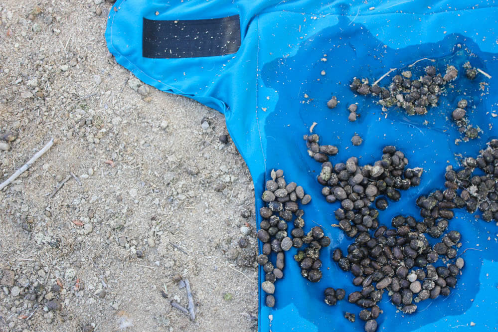 Cloth Diapers for Goats A more natural solution