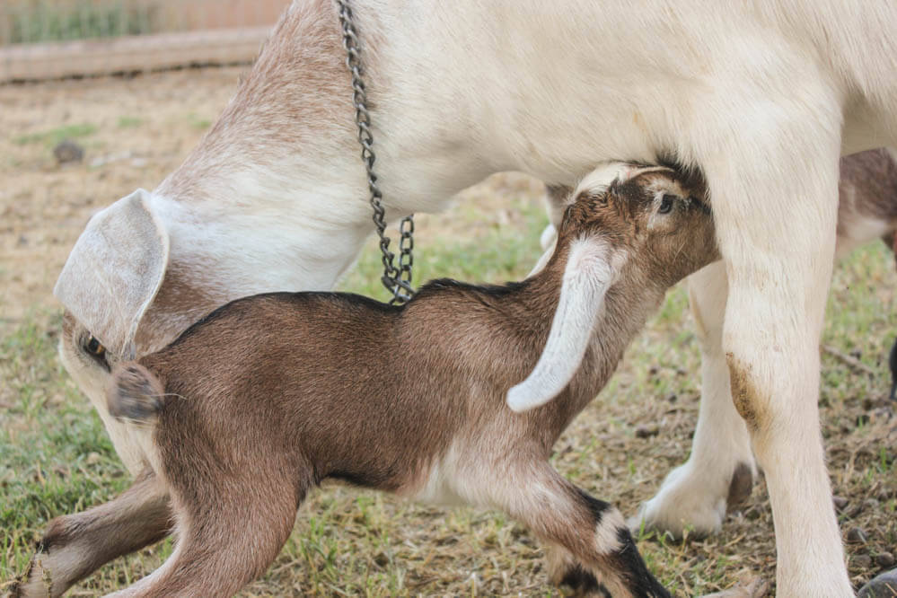 baby Nubian goat nursing its mother