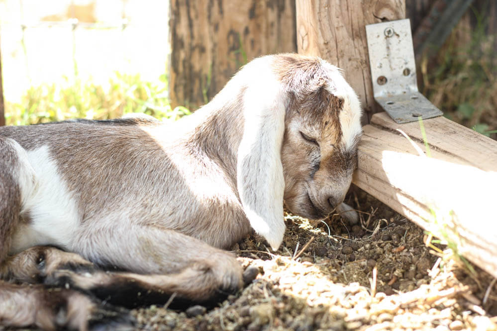 sleeping mixed color baby Nubian goat