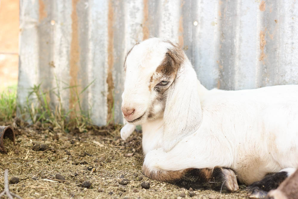 buckling runt baby goat