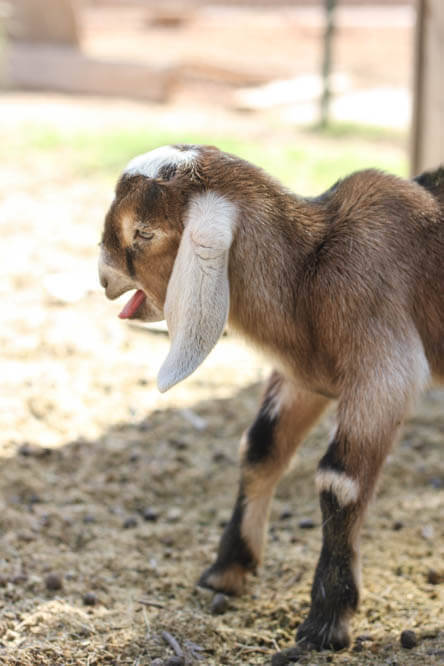 bleating Nubian baby goat