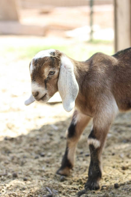 satisfied Nubian baby goat