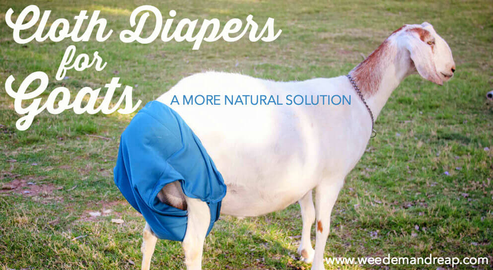 Cloth Diapers for Goats: A more natural solution