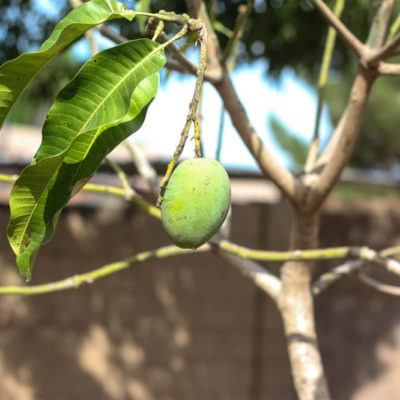 Planting Tropical Trees in the Desert