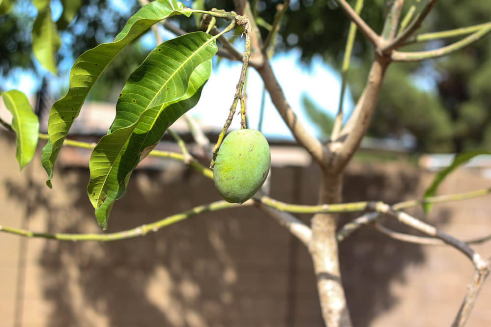 Tropical trees? In the DESERT?! It's a lot easier than it looks. Prepare for the funnest gardening project you've ever seen.