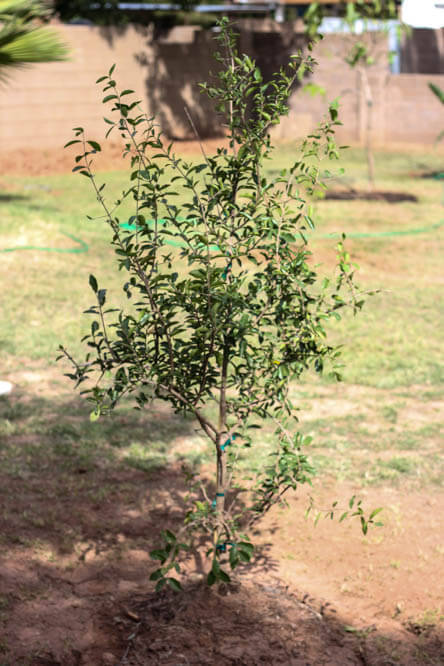 Barbados Cherry