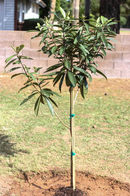 Tropical trees? In the DESERT?! It's a lot easier than it looks. Prepare for the funnest gardening project you've ever seen.