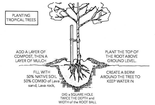 diagram of the steps for planting a tropical tree in the desert