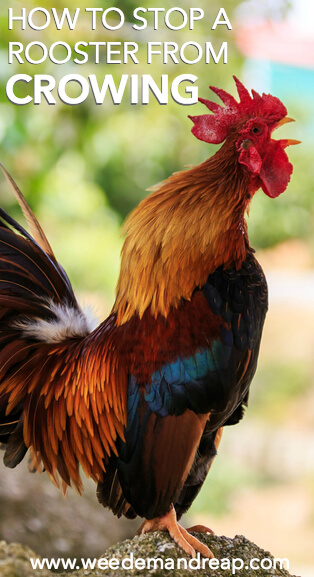 How to Stop a Rooster from Crowing || Weed 'Em and Reap