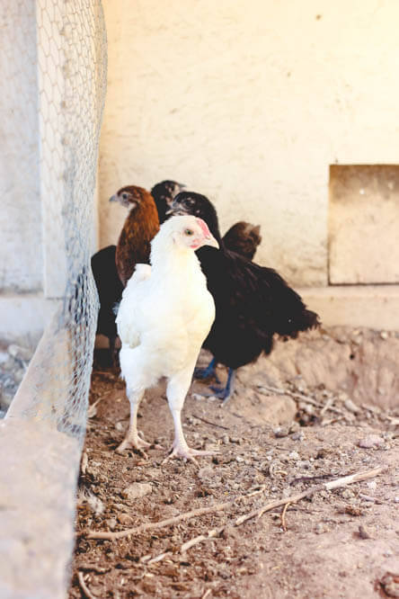 white rooster in coop with brown chickens