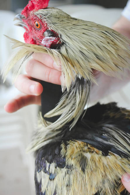 hands wrapping Velcro around a rooster's neck
