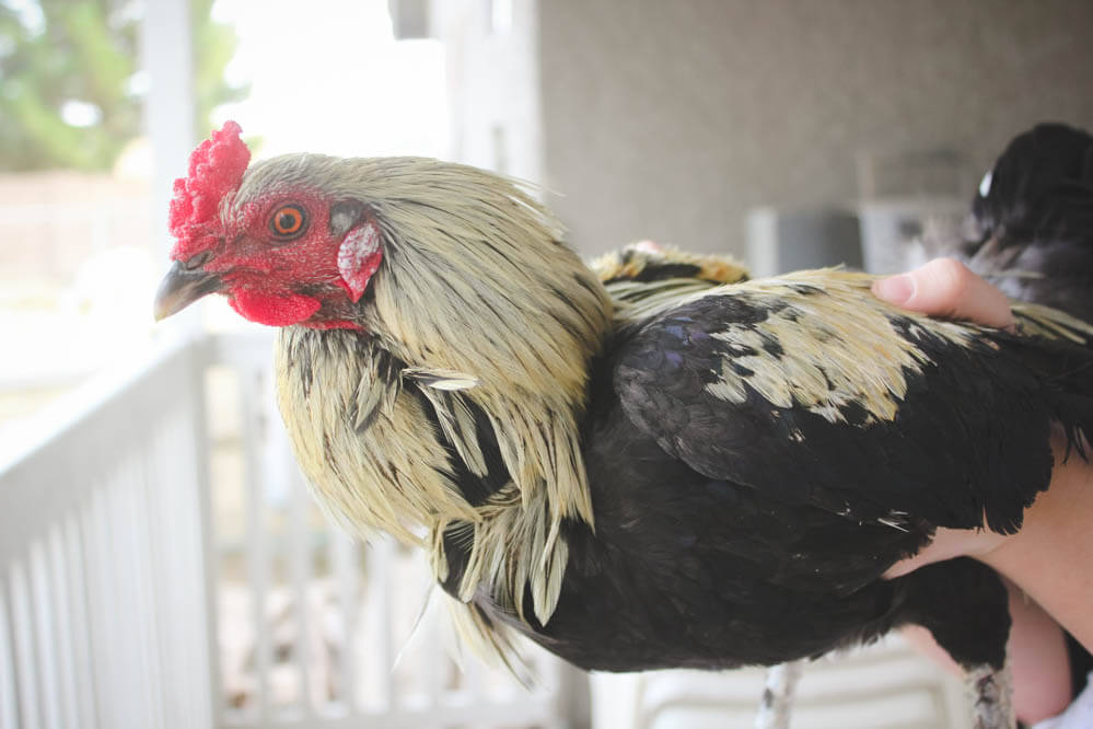 rooster with Velcro around its neck