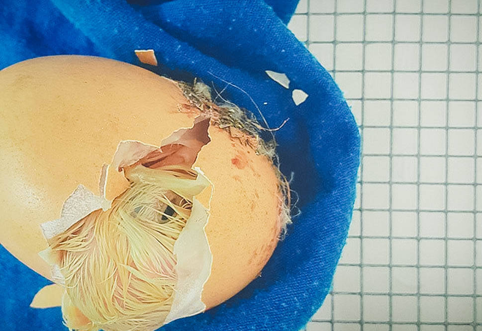 baby chick emerging from an egg