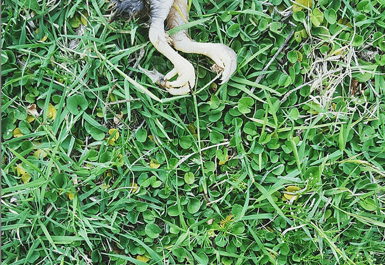 high exposure photo partially showing a dead hatched chick