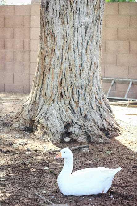 whit goose sitting on a nest under a tree