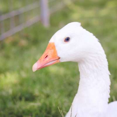 A Tale of the Meanest Goose You Ever Did Meet