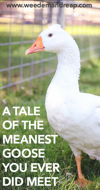 A Tale of the Meanest Goose You Ever Did Meet. || Weed 'Em and Reap