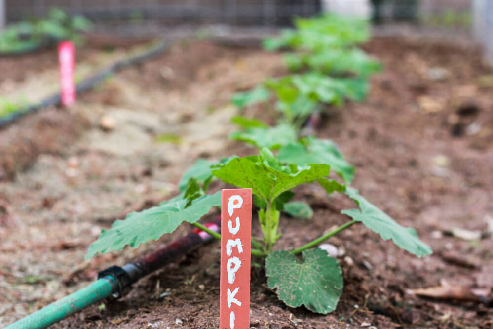 garden pumpkin row with homemade marker