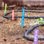 angled shot of labelled rows in a garden