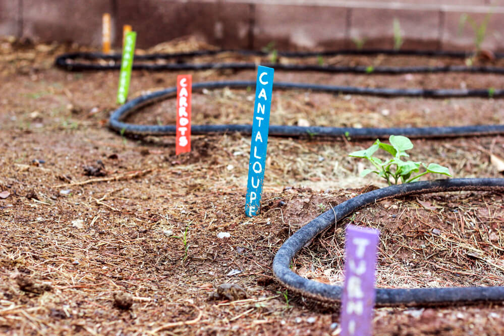 garden with homemade vegetable markers