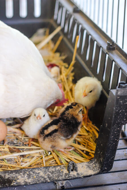 hen with baby chicks in open crate