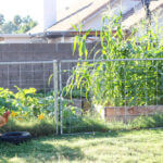 rooster with tire in front of a fenced garden