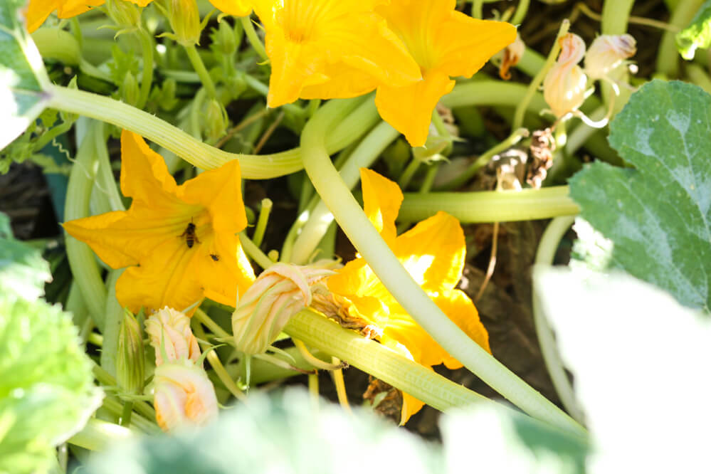 cucumber blossoms in garden with bee