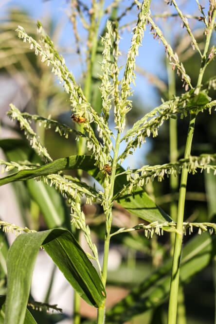 bee on corn blossoms